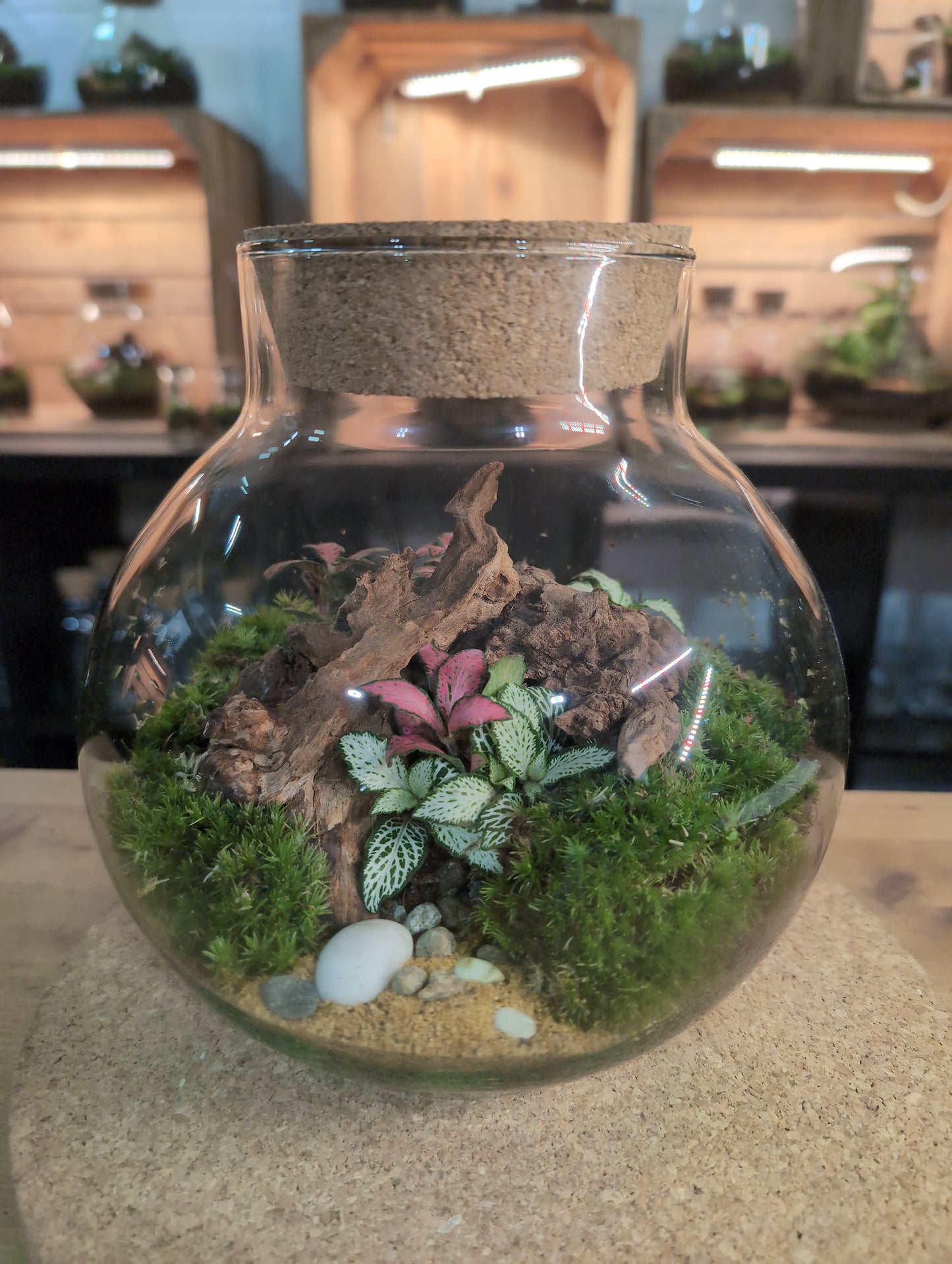 Ready-made Terrarium – George Jar