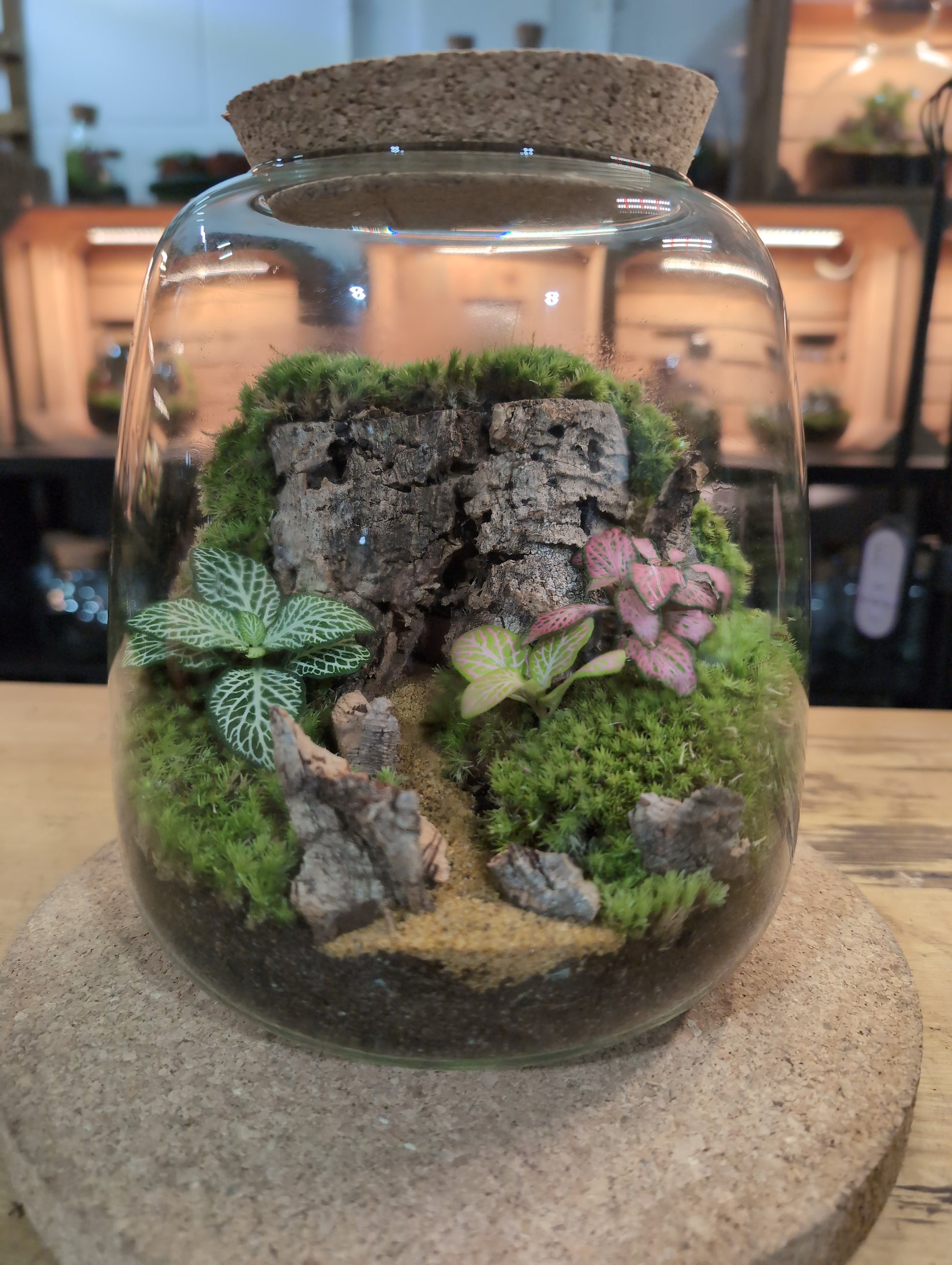 terrarium for plants uk Ready-made Terrarium – Anna Jar – EcoTreasures