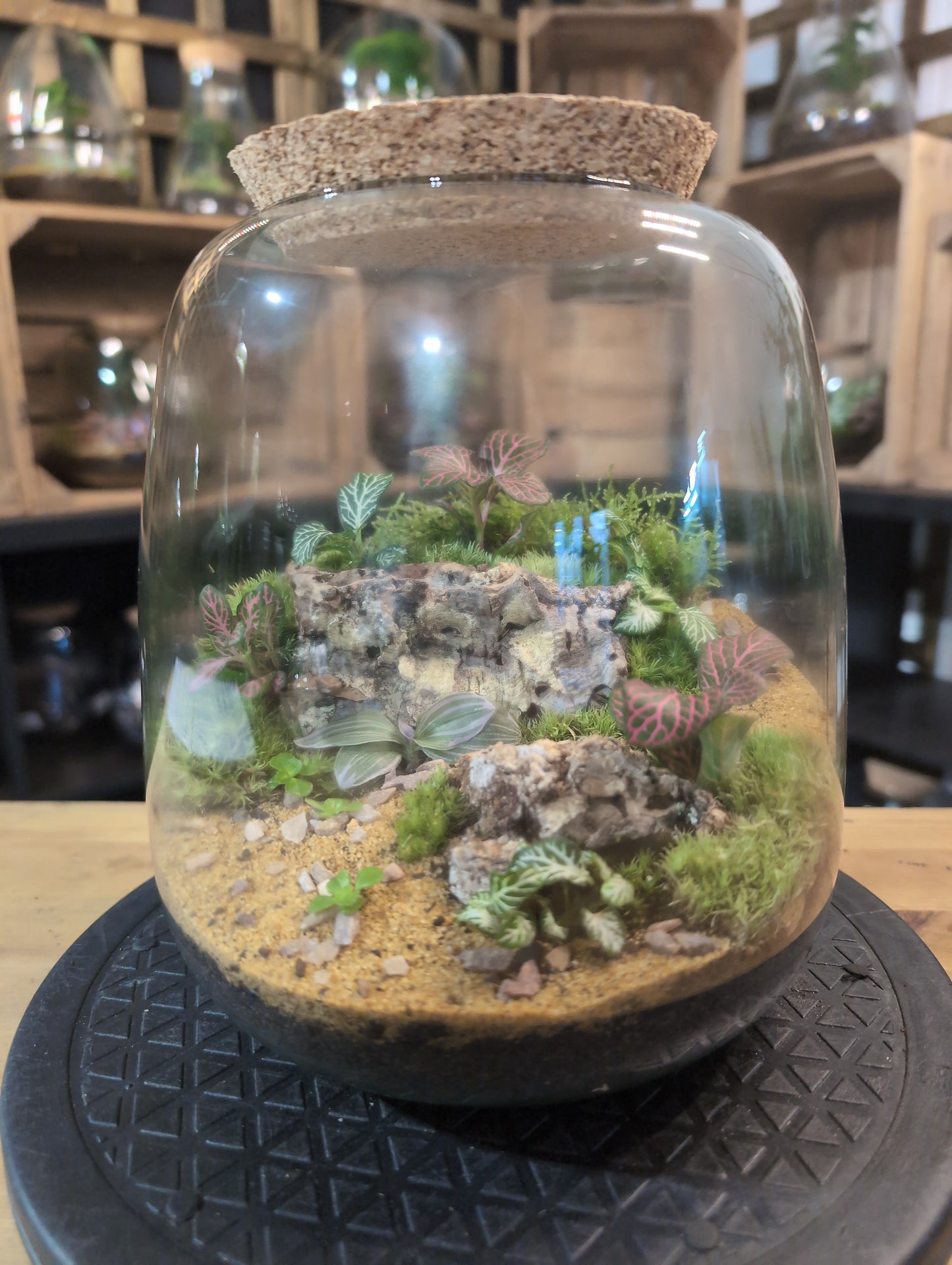 Premade Terrariums