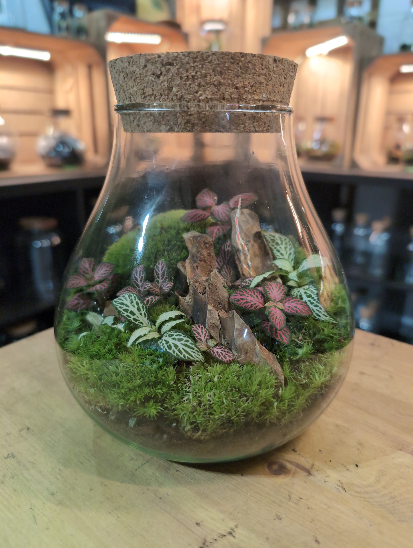 Ready-made Terrarium – Fran Jar