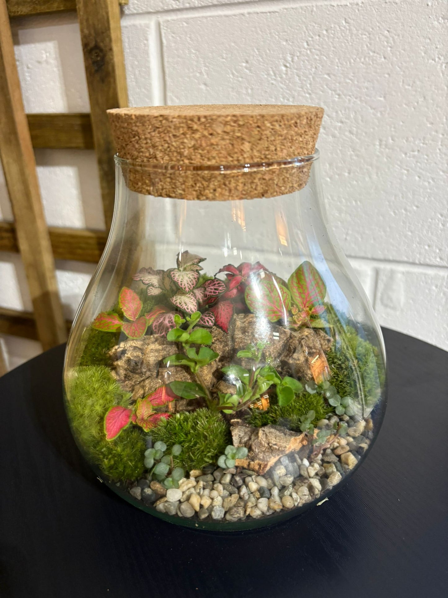 Ready-made Terrarium – Fran Jar