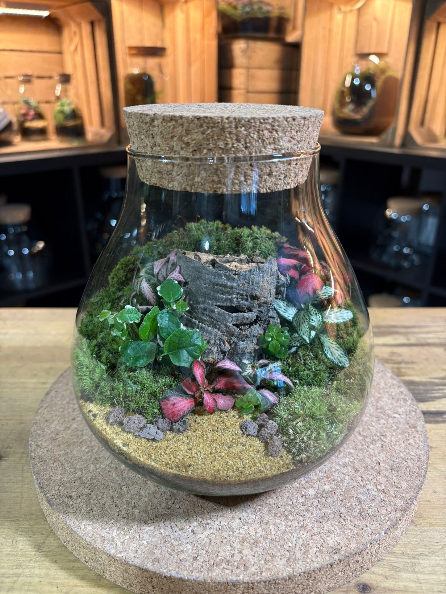 Ready-made Terrarium – Fran Jar
