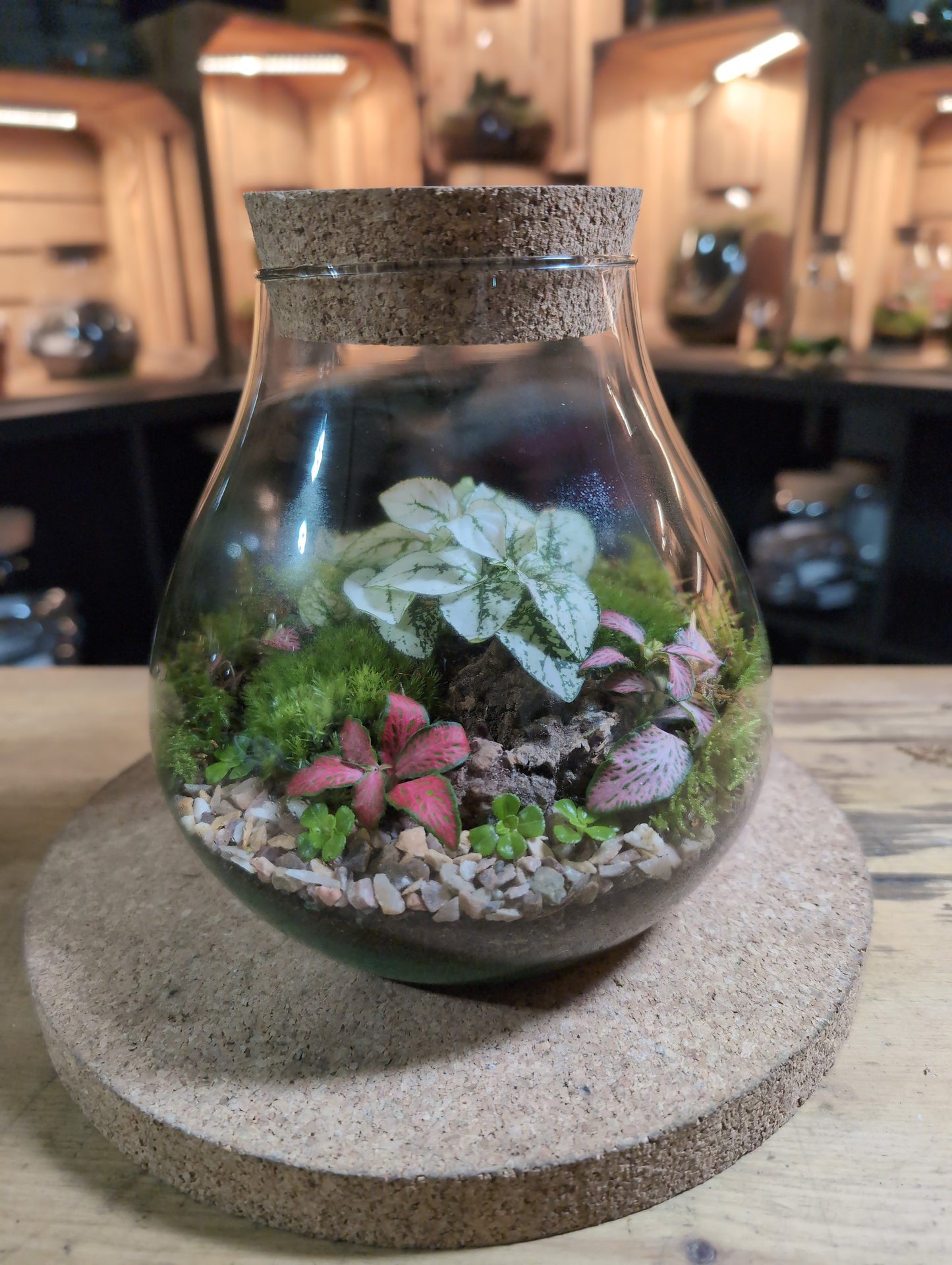 Ready-made Terrarium – Fran Jar