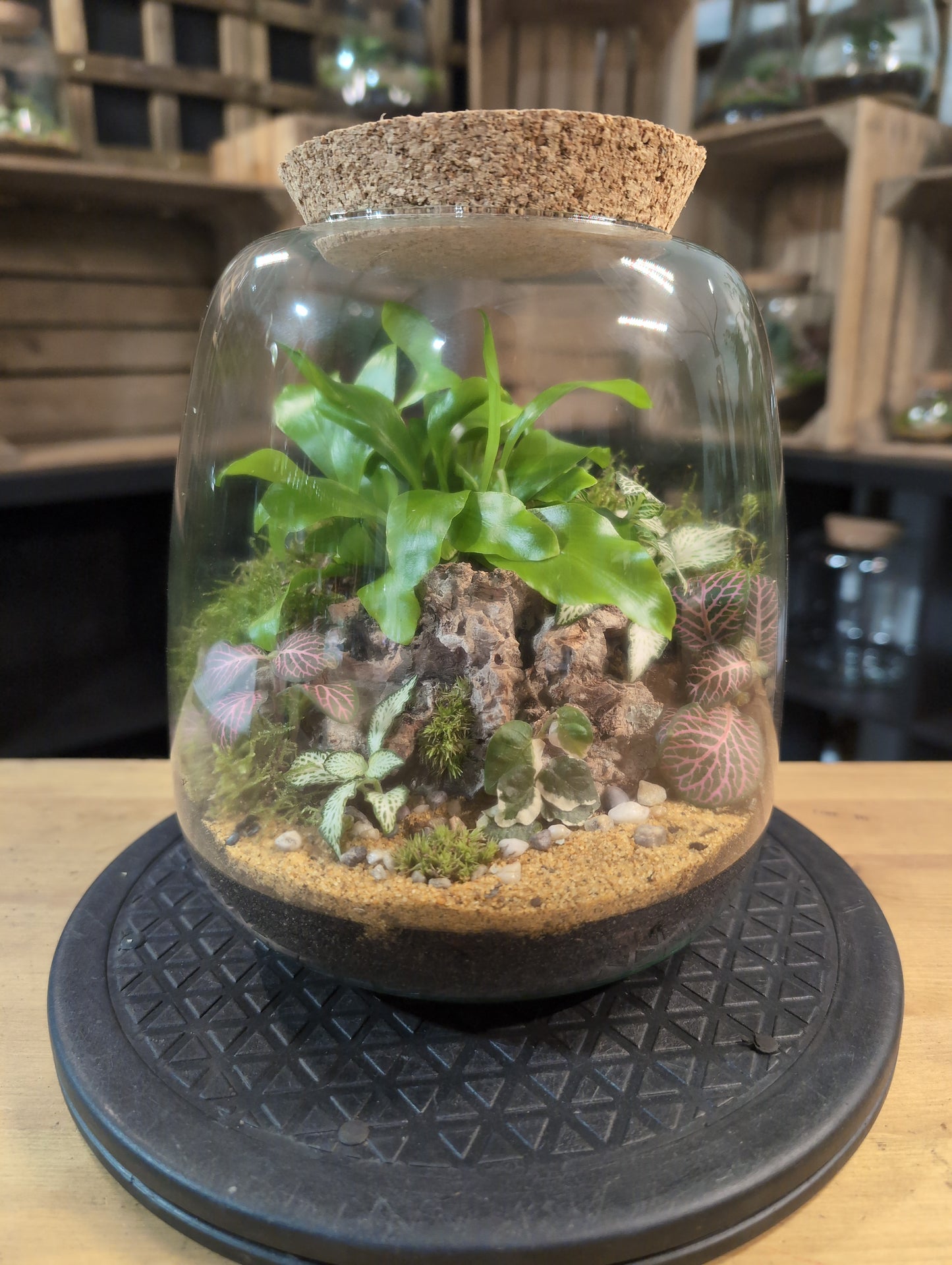 Premade Terrariums