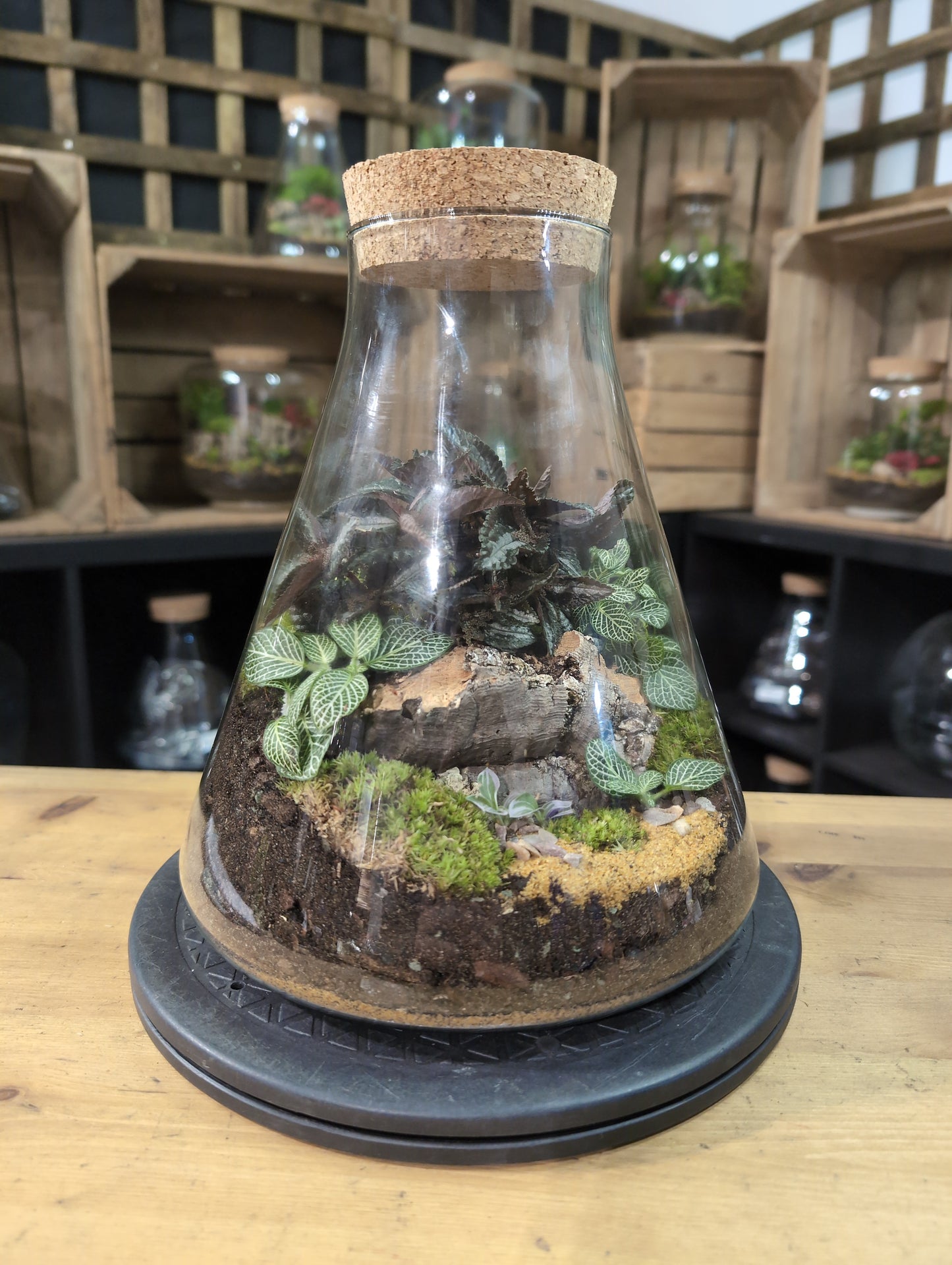 Premade Terrariums