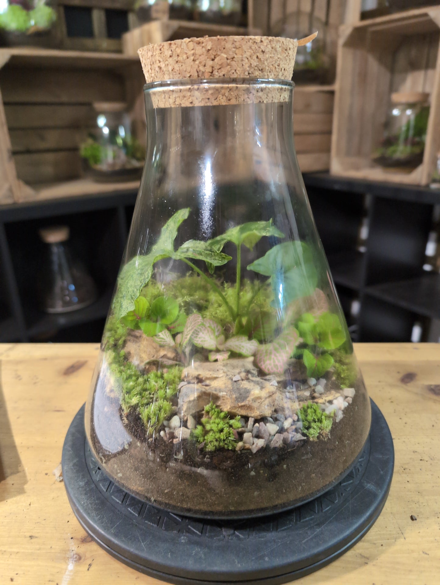 Premade Terrariums