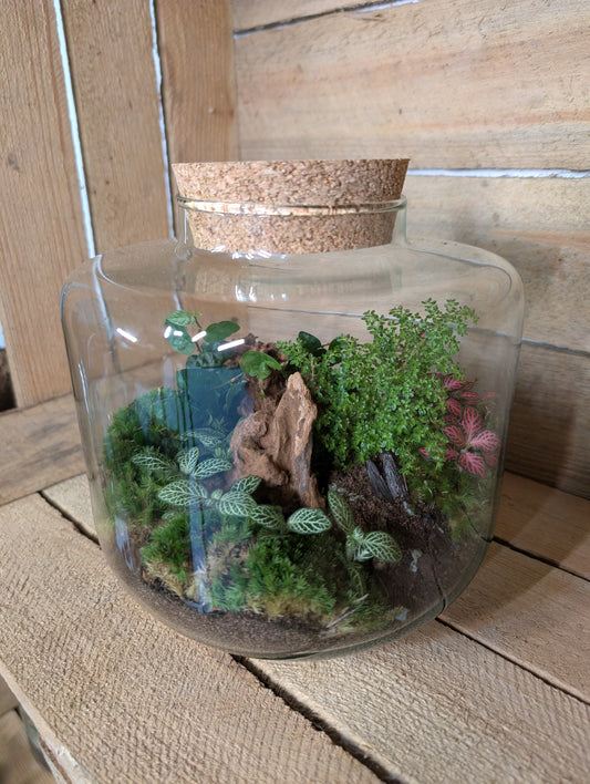 Ready-made Terrarium - 'Jimmy'