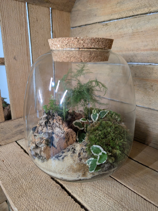 Ready-made Terrarium - 'Archer'