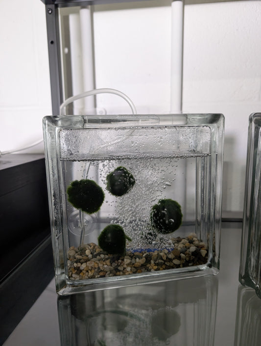 Moss Ball Aquarium - PREORDER