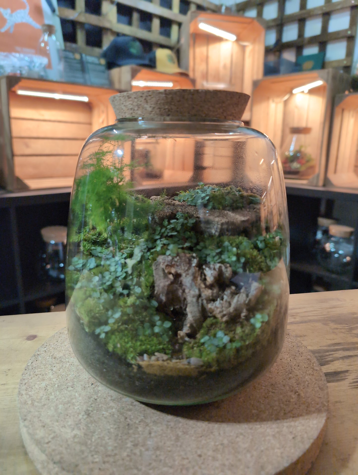Ready-made Terrarium – Anna Jar