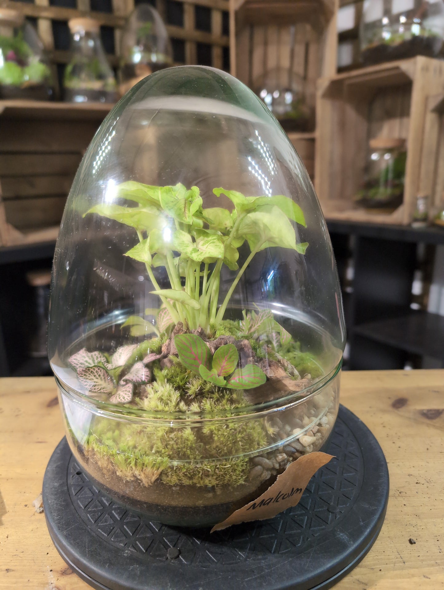 Premade Terrariums
