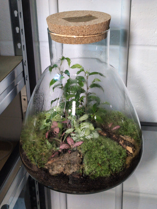 Samantha - Premade Terrarium