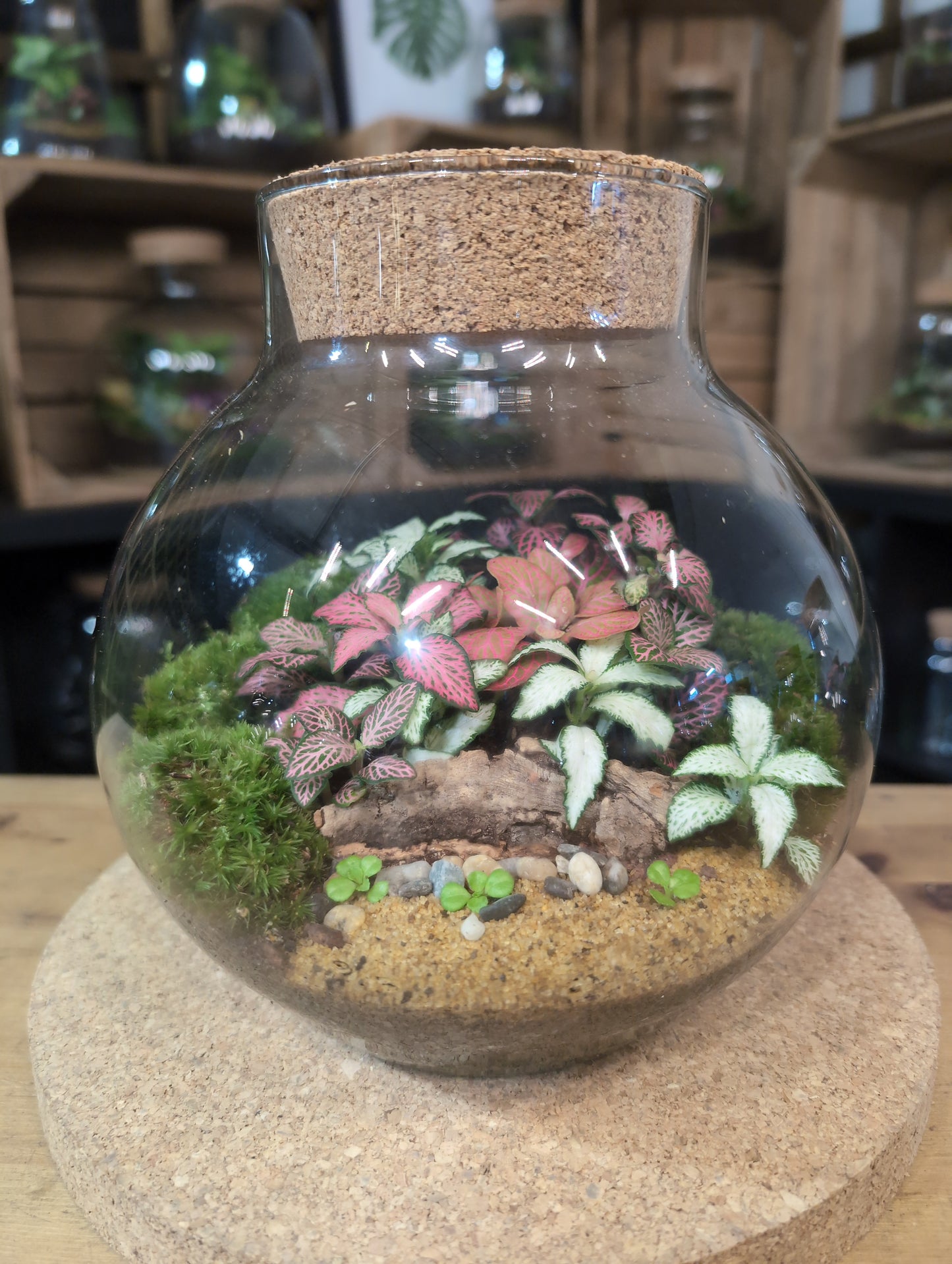 Ready-made Terrarium – George Jar