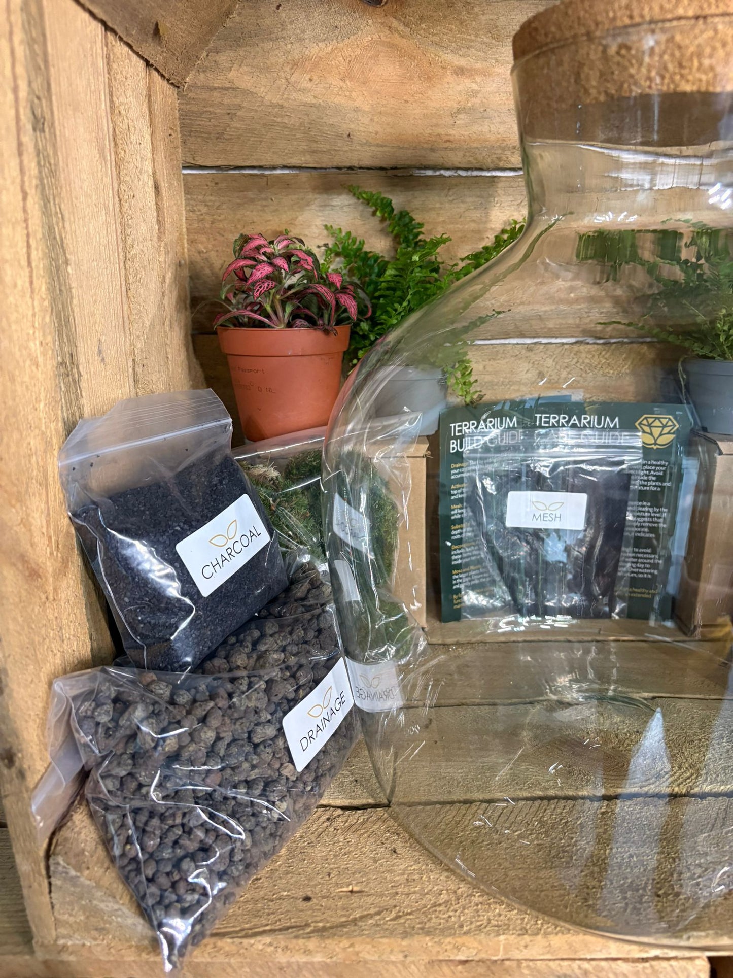 DIY Terrarium Kit - 'Matthew'