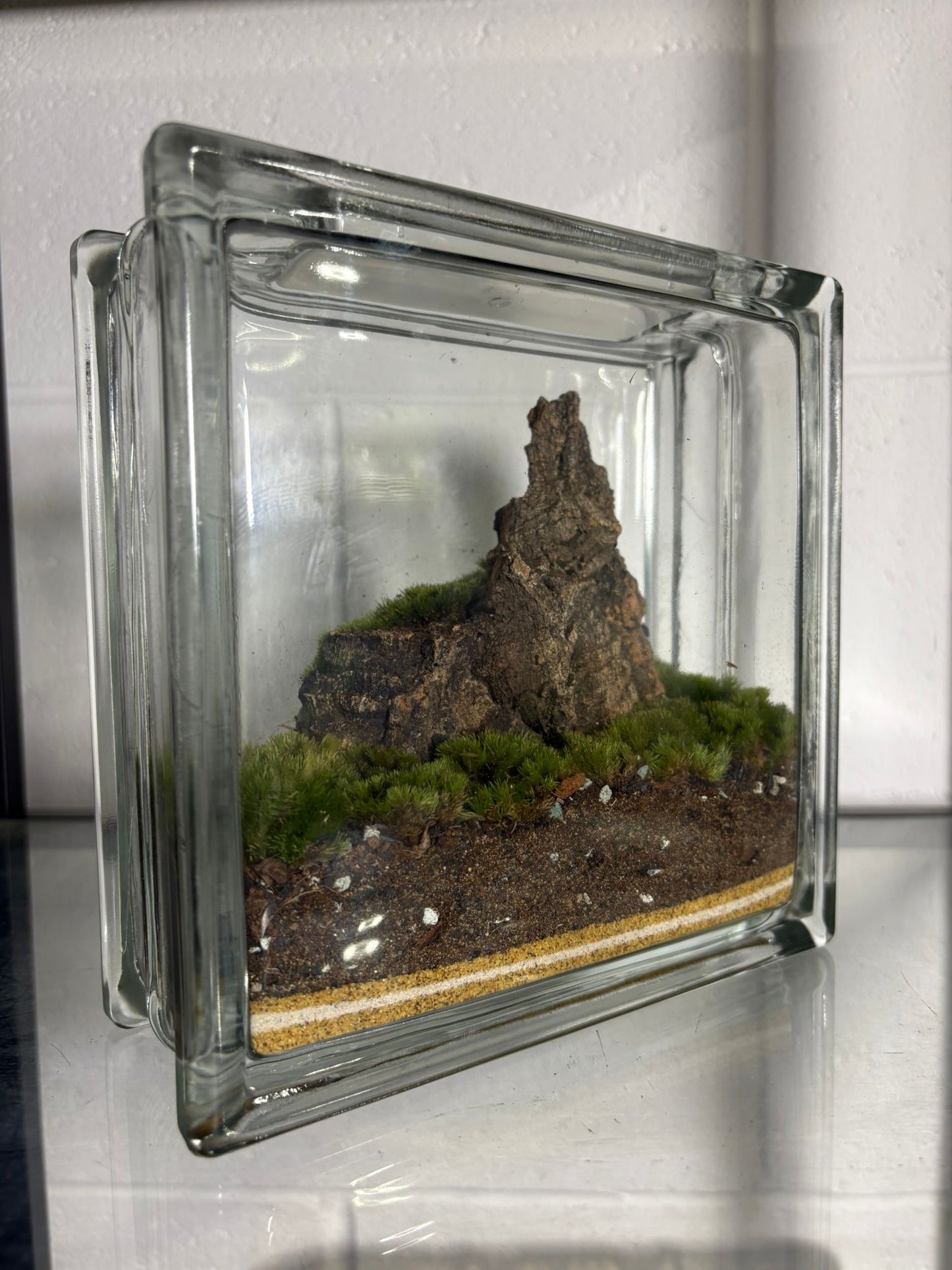 Mt. Matt - Ready Made Terrarium