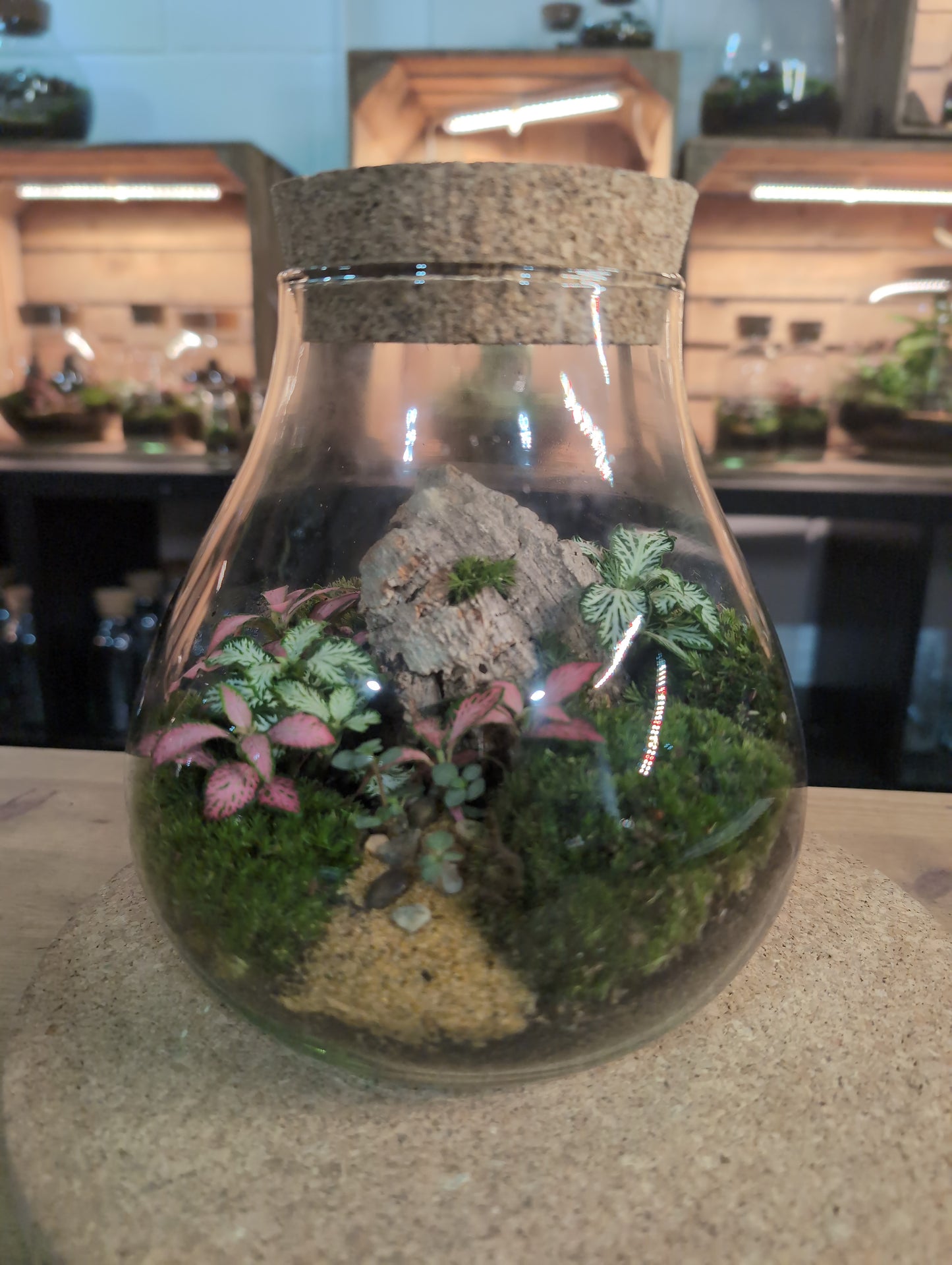 Ready-made Terrarium – Fran Jar