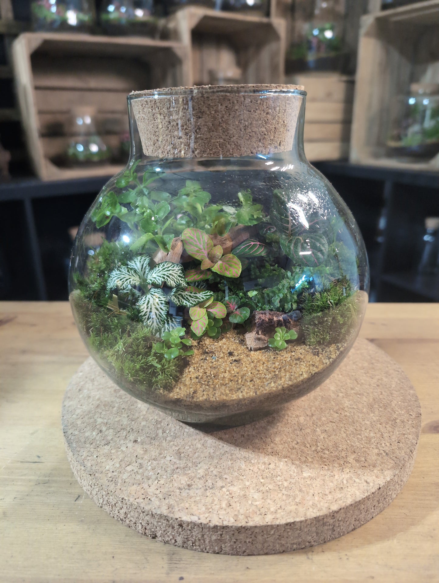 Ready-made Terrarium – George Jar