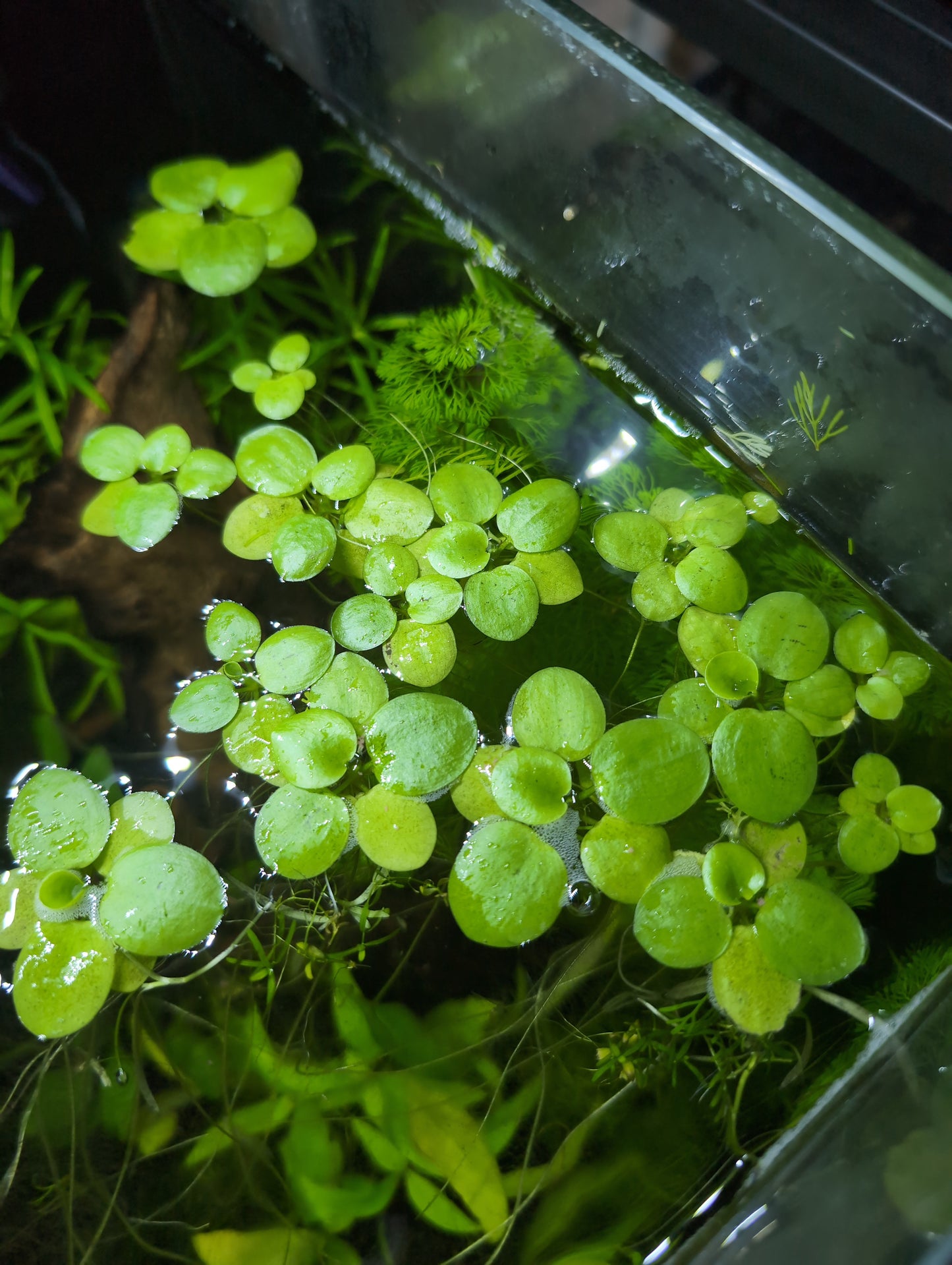 Free Frogbit