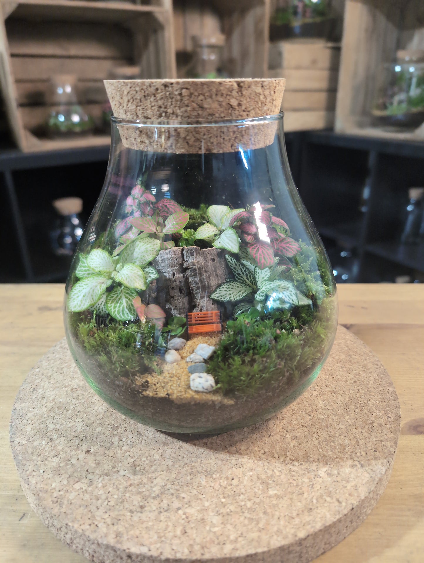 Ready-made Terrarium – Fran Jar