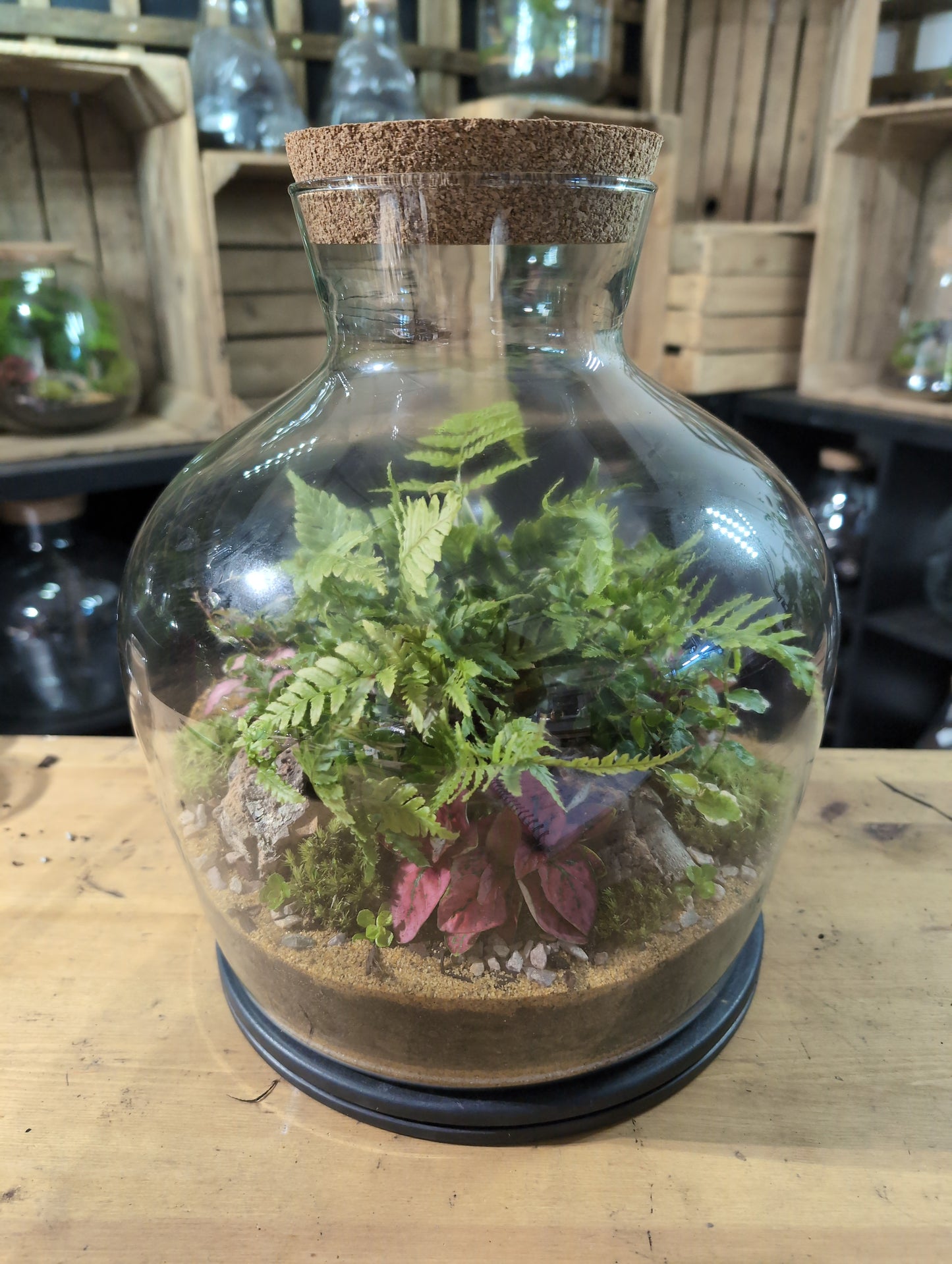 Premade Terrariums