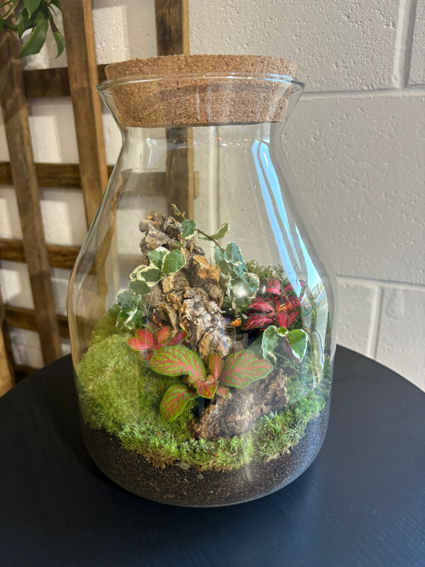 Ready-made Terrarium – Jamie Jar