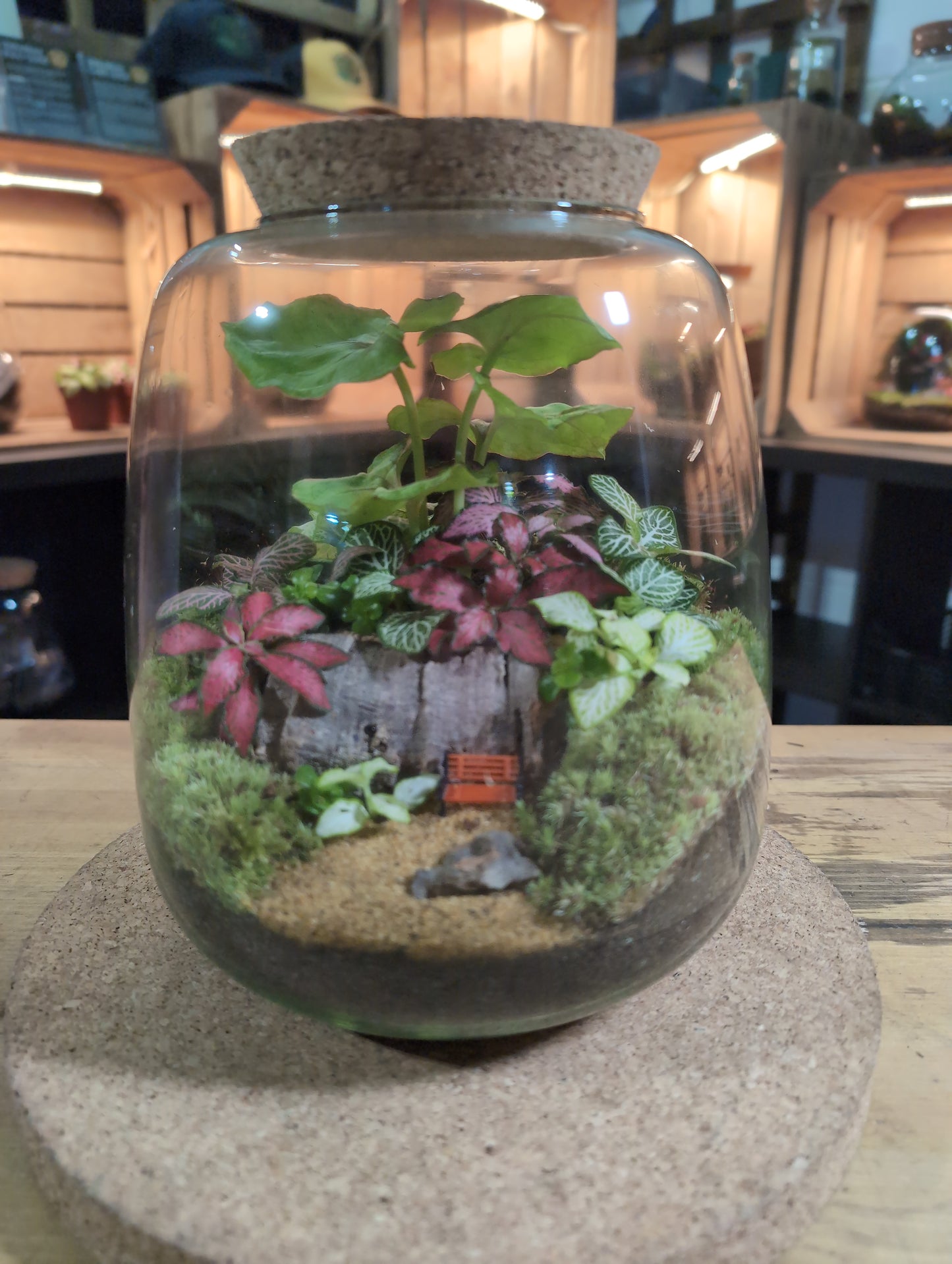 Ready-made Terrarium – Anna Jar