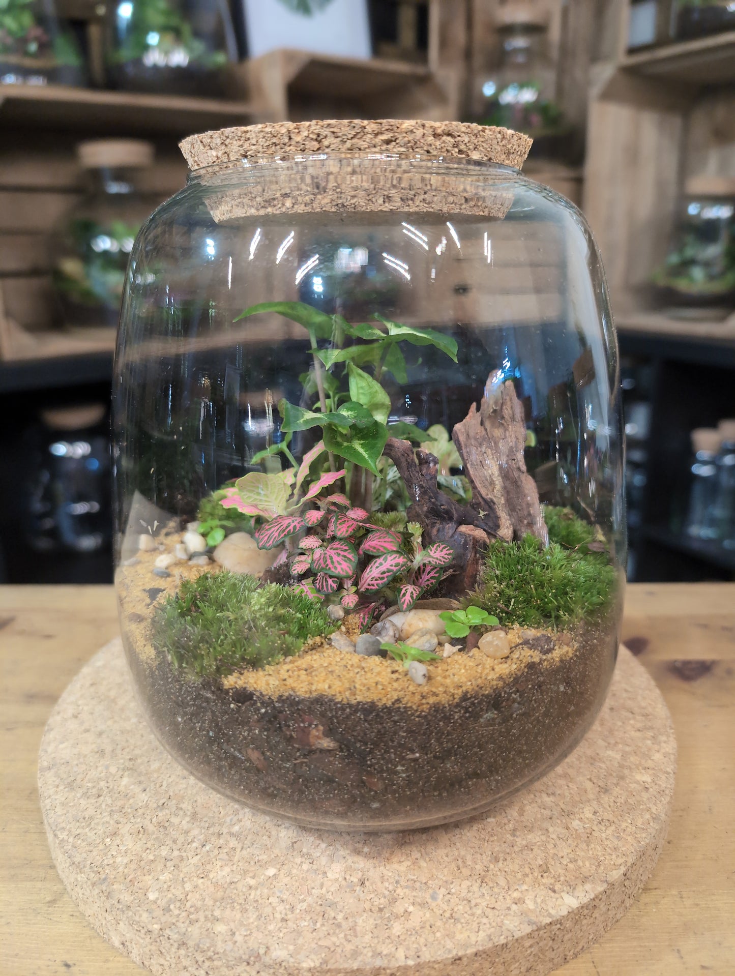 Ready-made Terrarium – Anna Jar