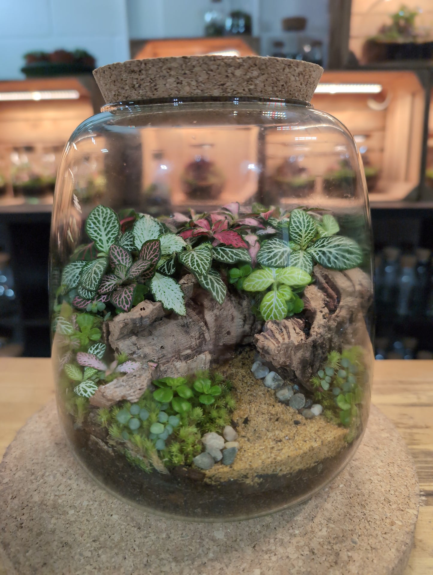 Ready-made Terrarium – Anna Jar