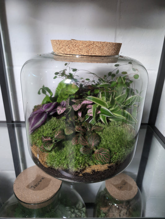 Nathan - Premade Terrarium