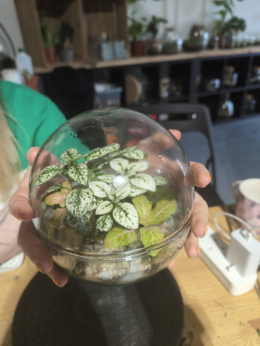 Ready-made Terrarium - 'Athina'