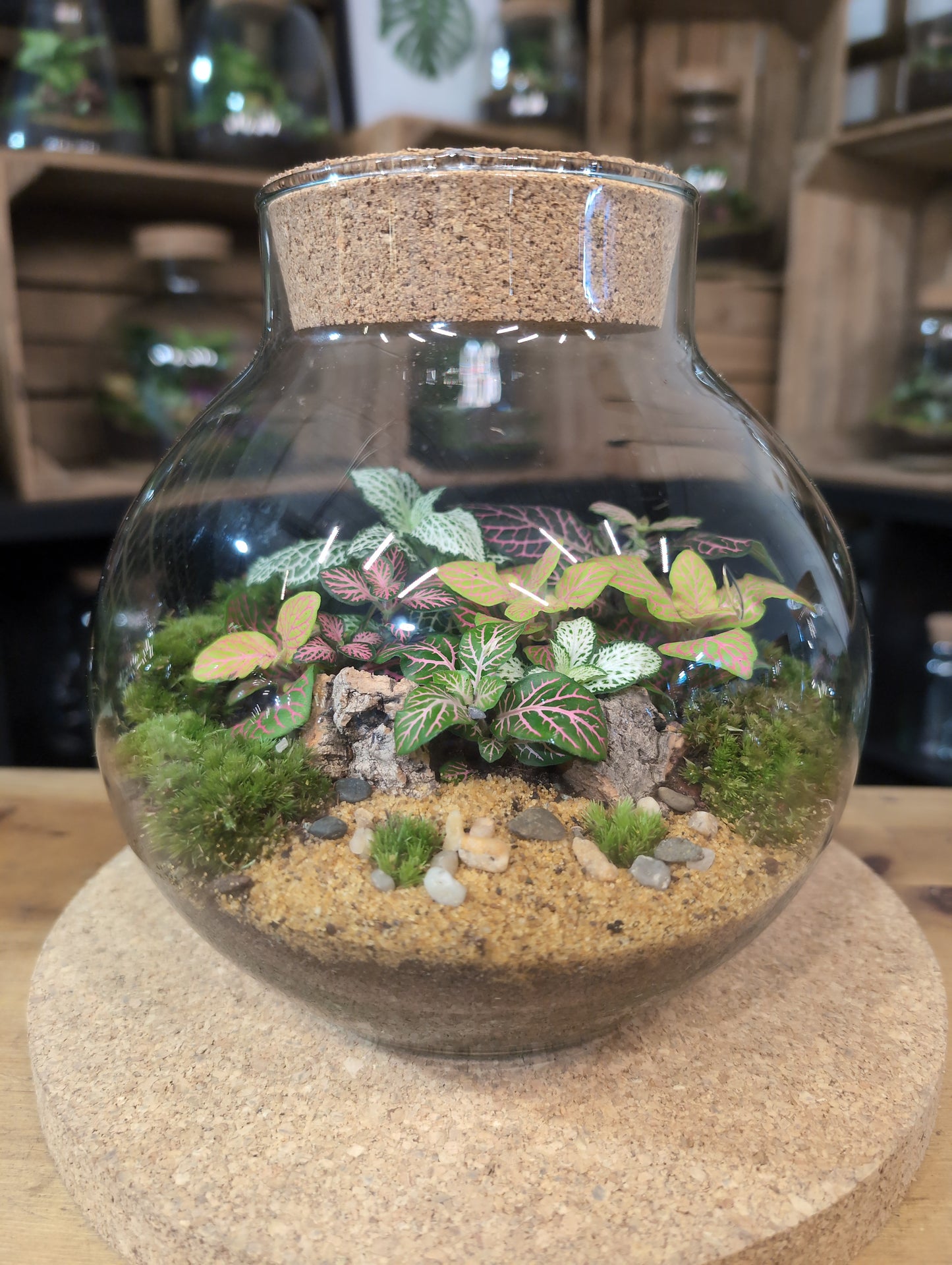Ready-made Terrarium – George Jar
