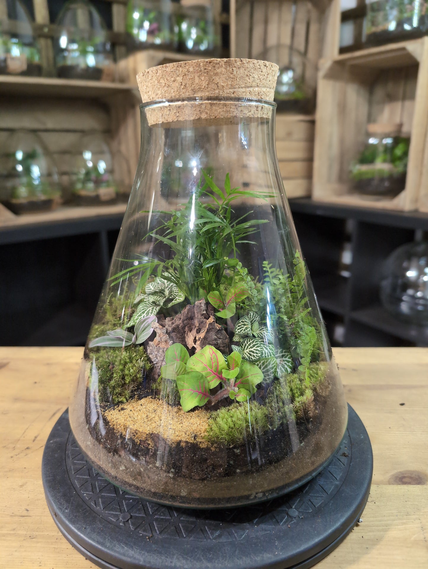 Premade Terrariums