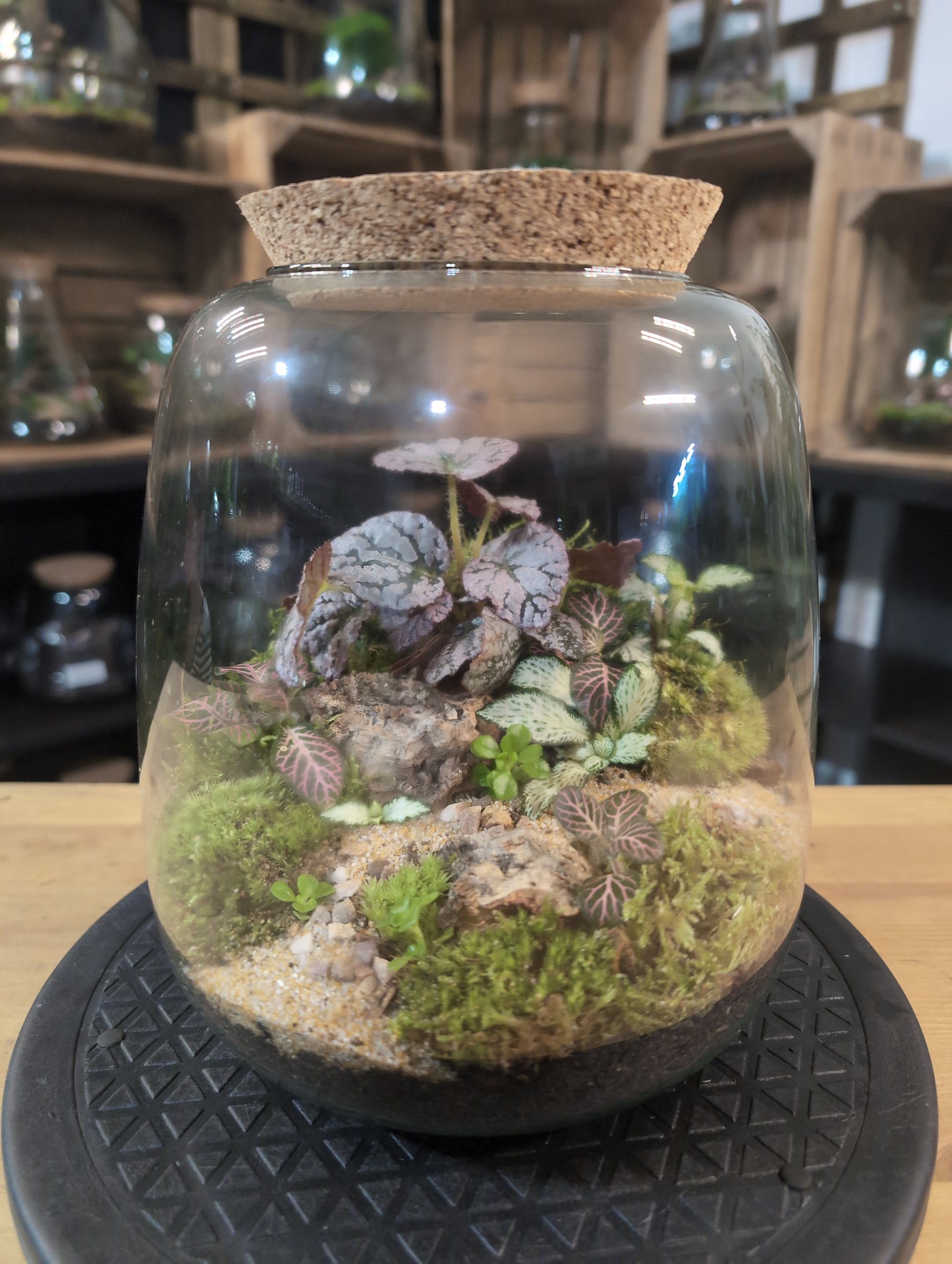 Premade Terrariums