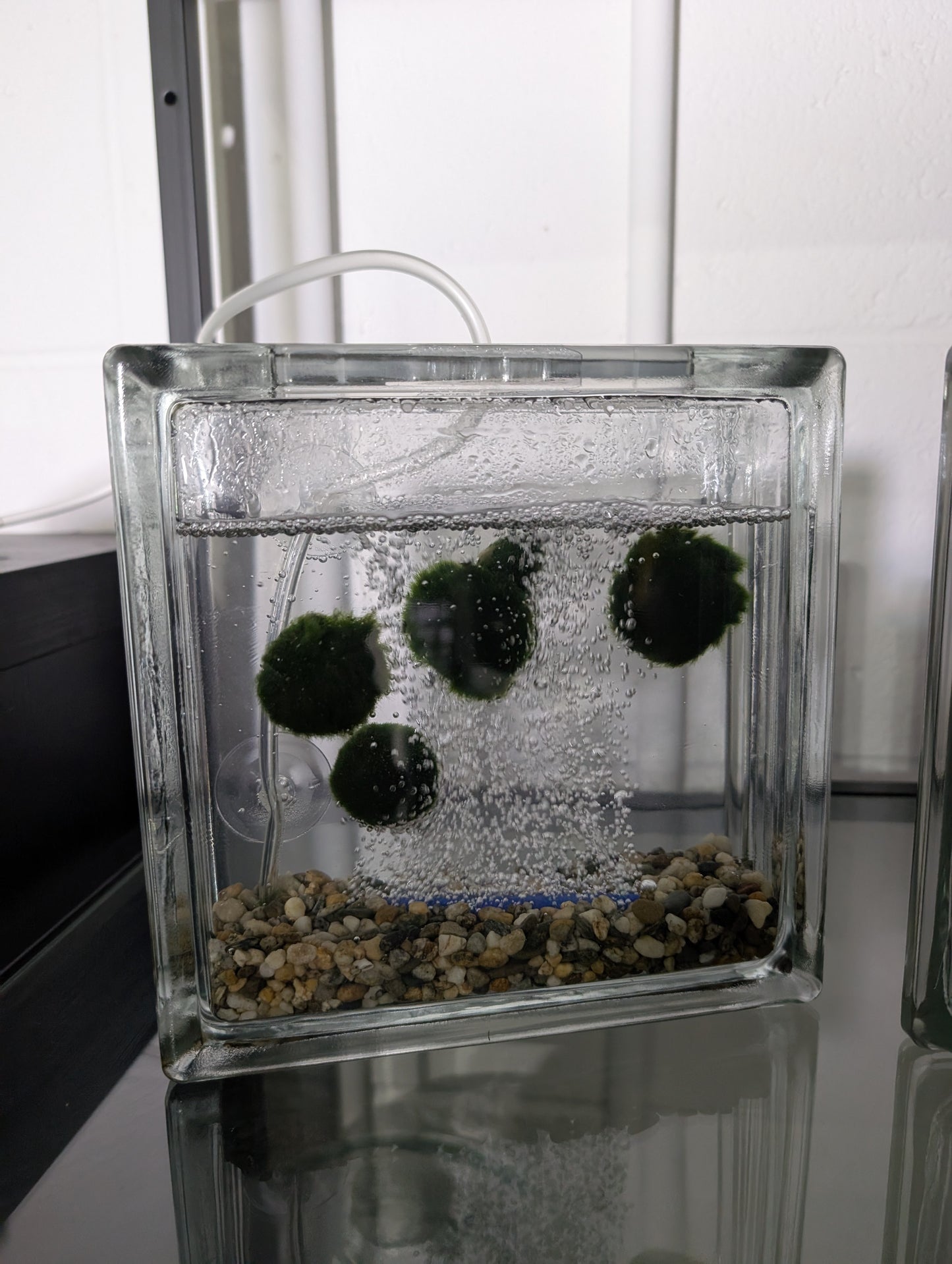 Moss Ball Aquarium - PREORDER