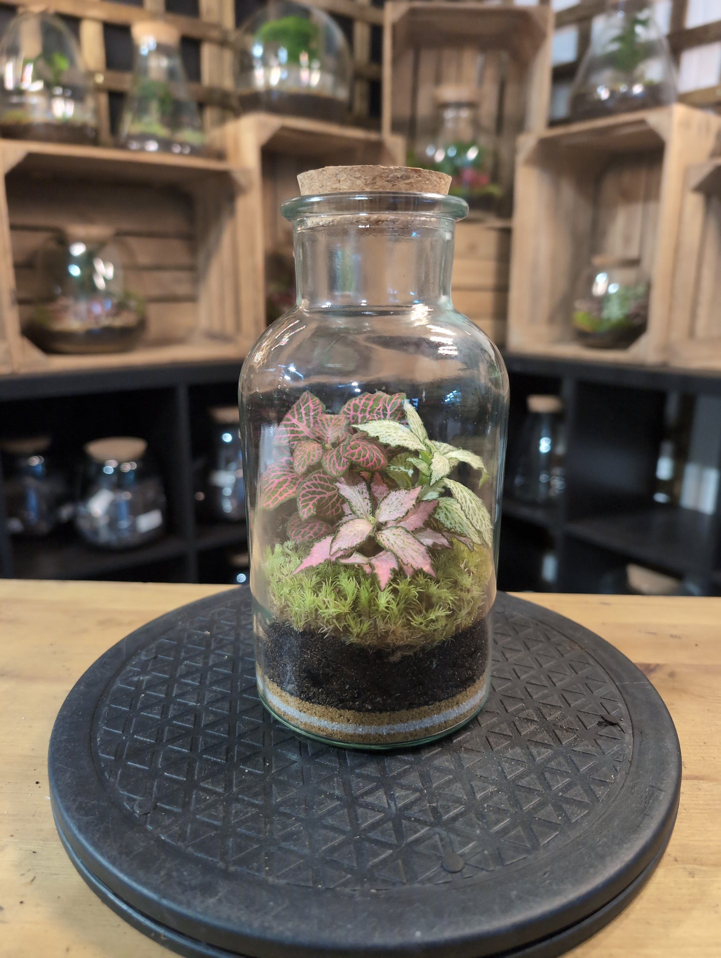 Premade Terrariums
