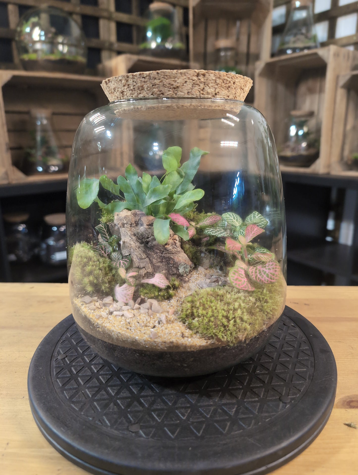 Premade Terrariums