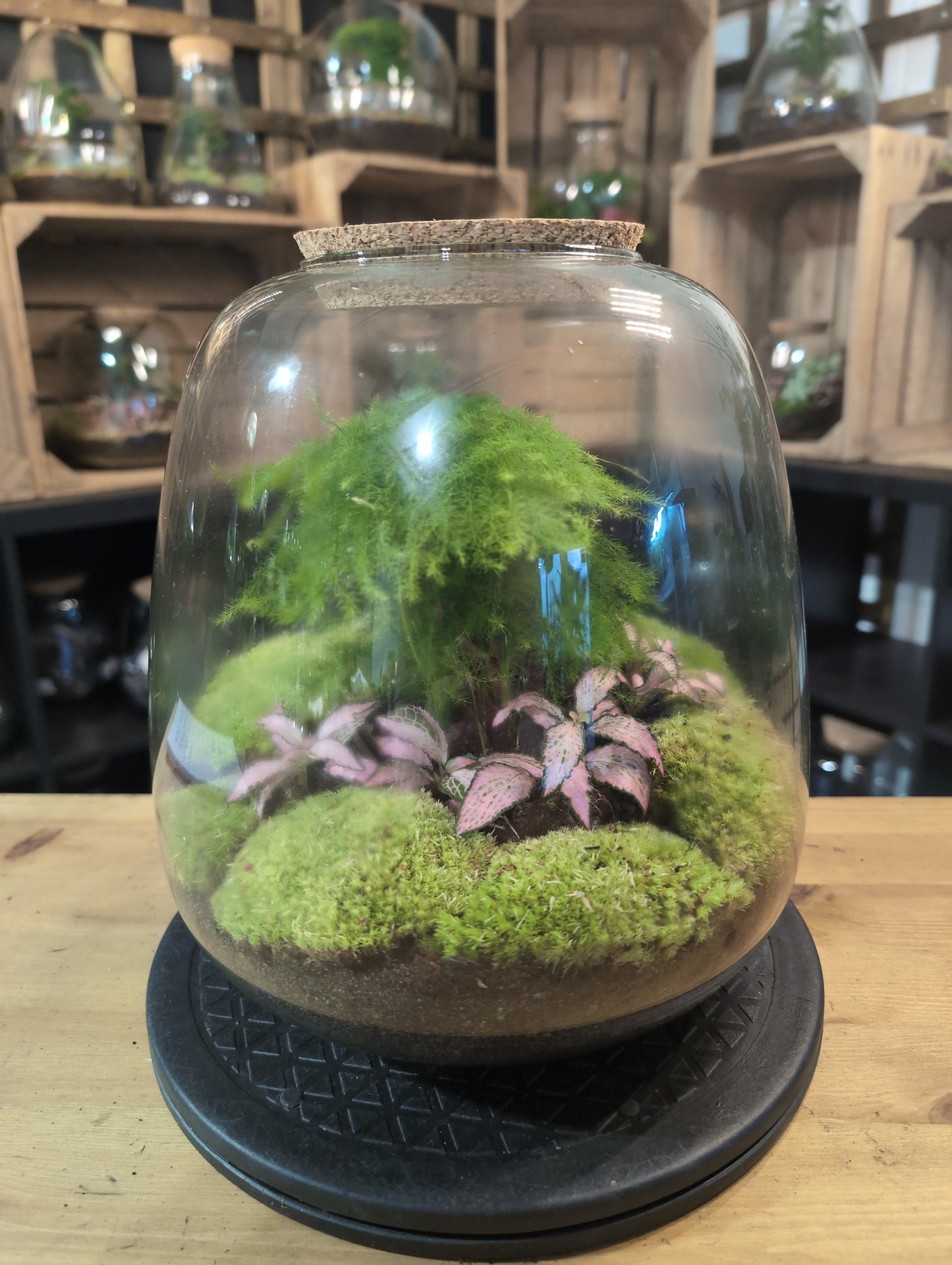 Premade Terrariums