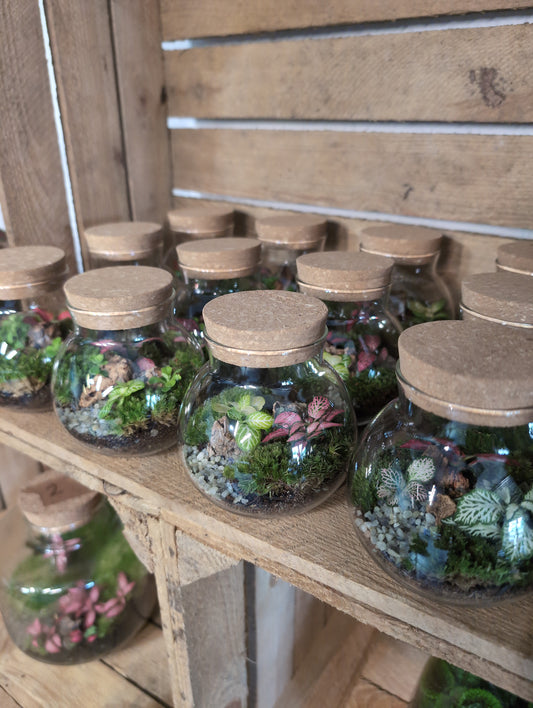 Ready-made Terrarium - 'Linzi'