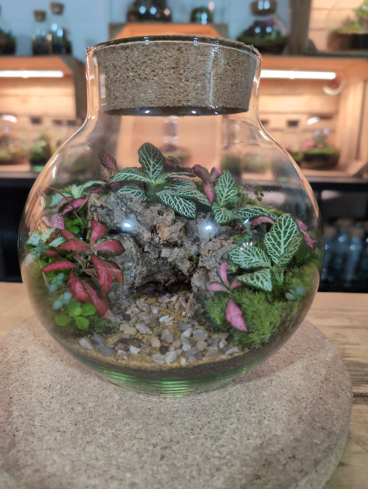 Ready-made Terrarium – George Jar