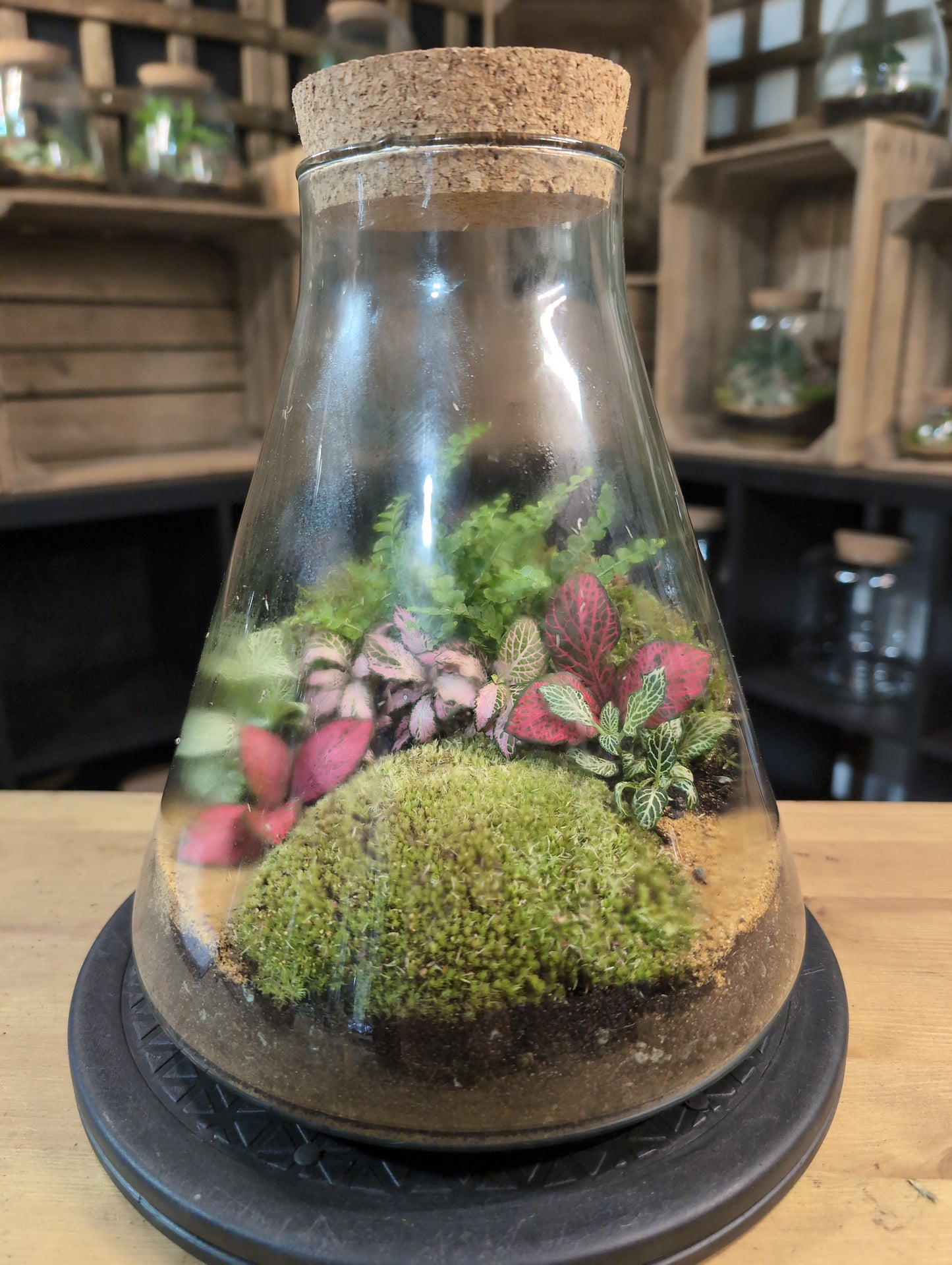 Premade Terrariums
