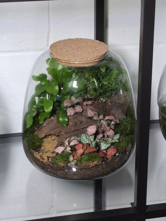 Ready-made Terrarium - 'Hannah'