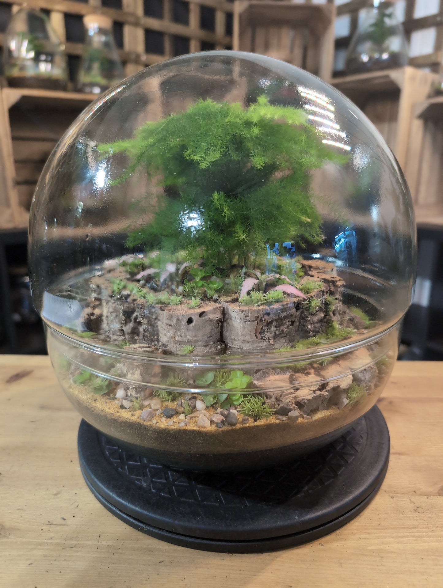 Premade Terrariums