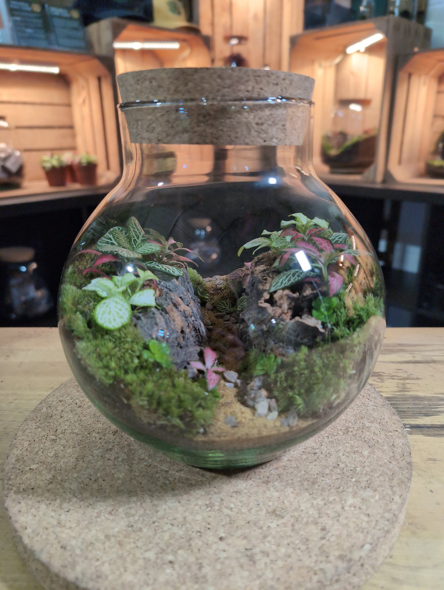 Ready-made Terrarium – George Jar