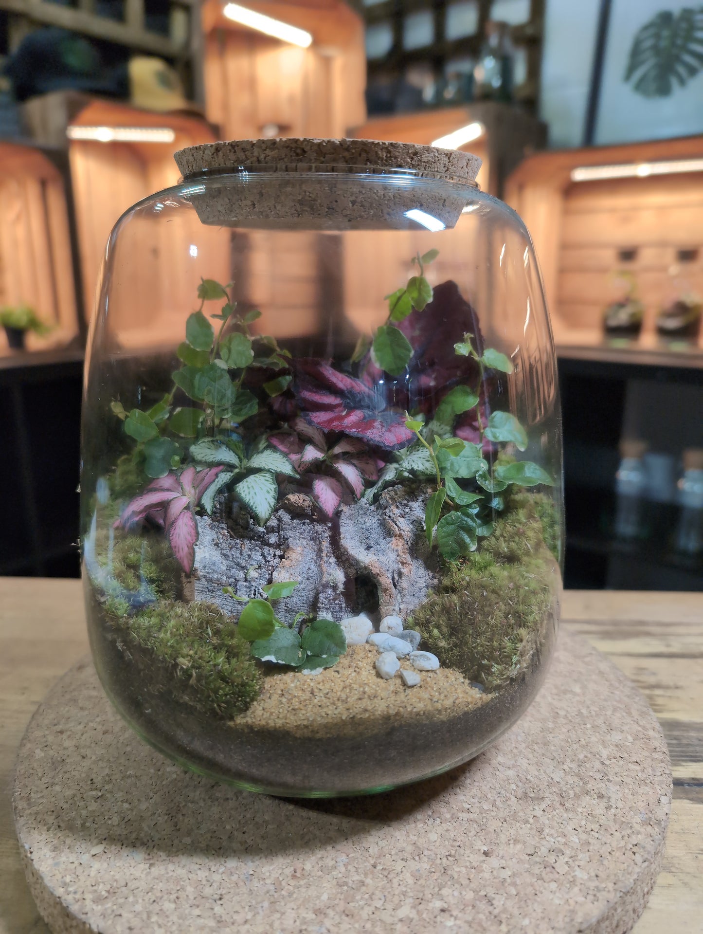 Ready-made Terrarium – Anna Jar