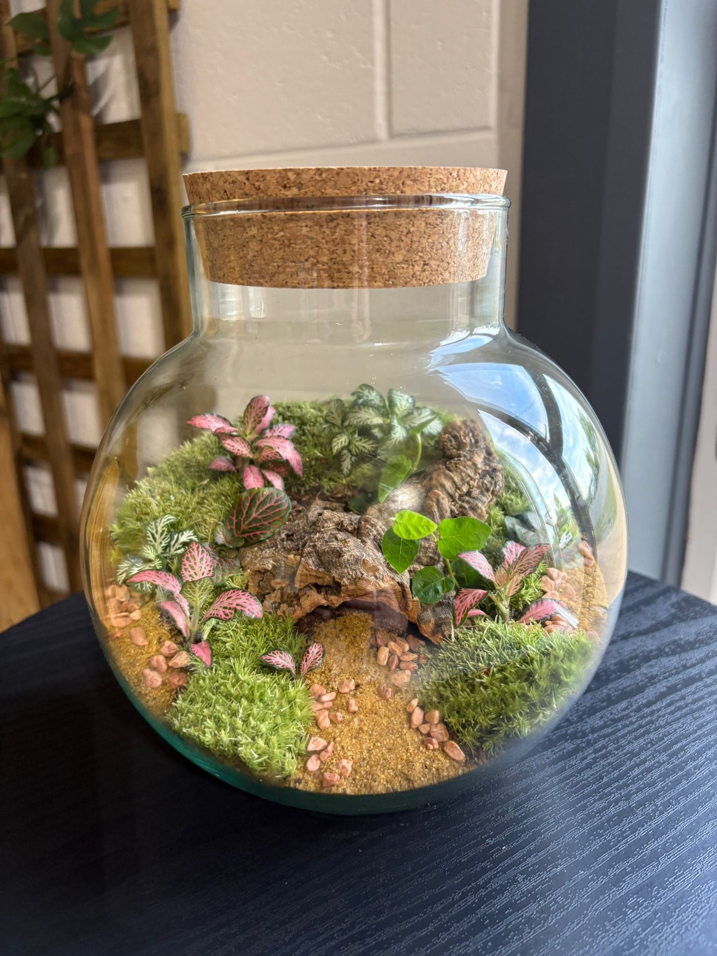 Ready-made Terrarium – George Jar