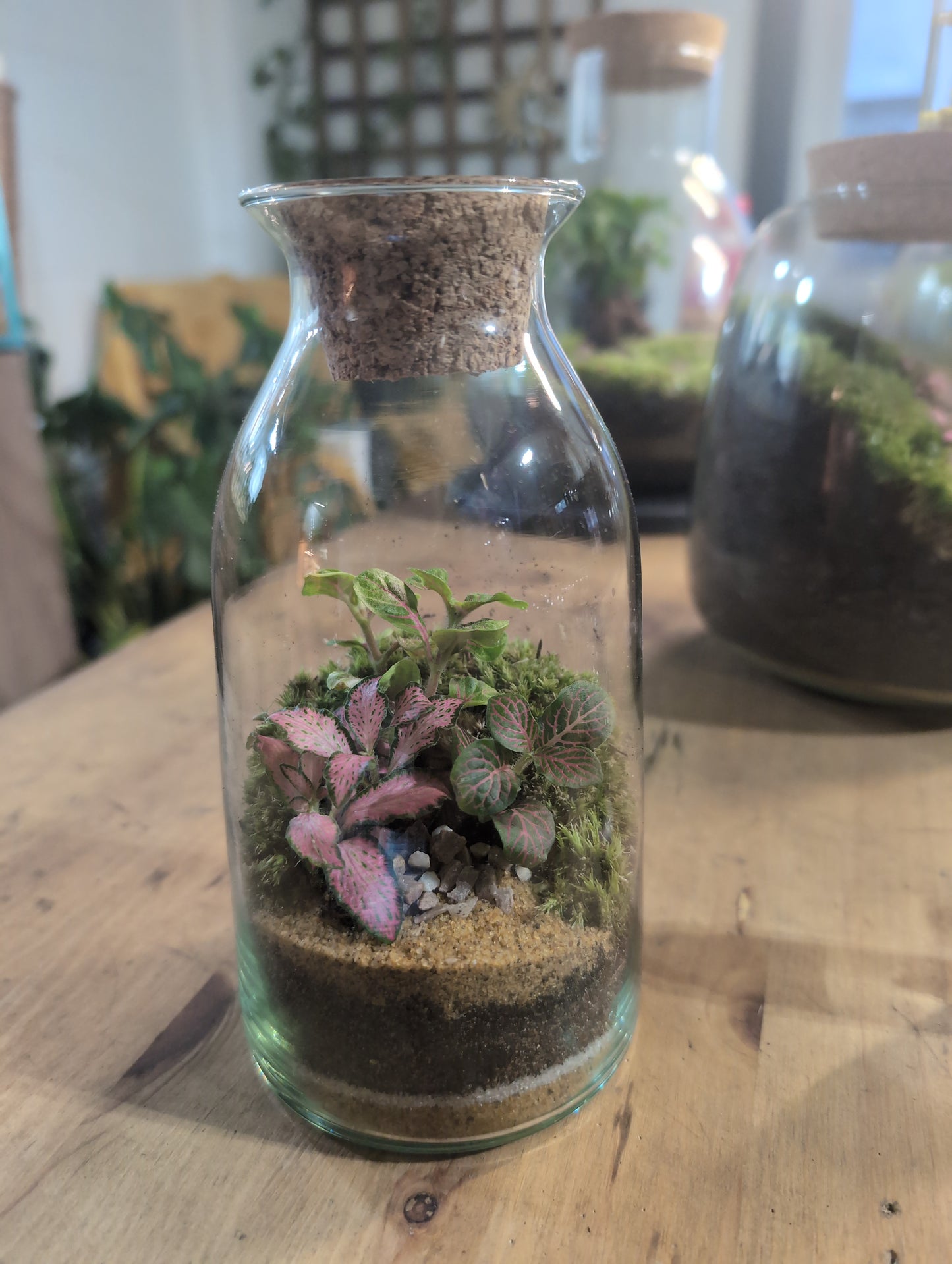 Ready-made Terrarium – Chloe Jar