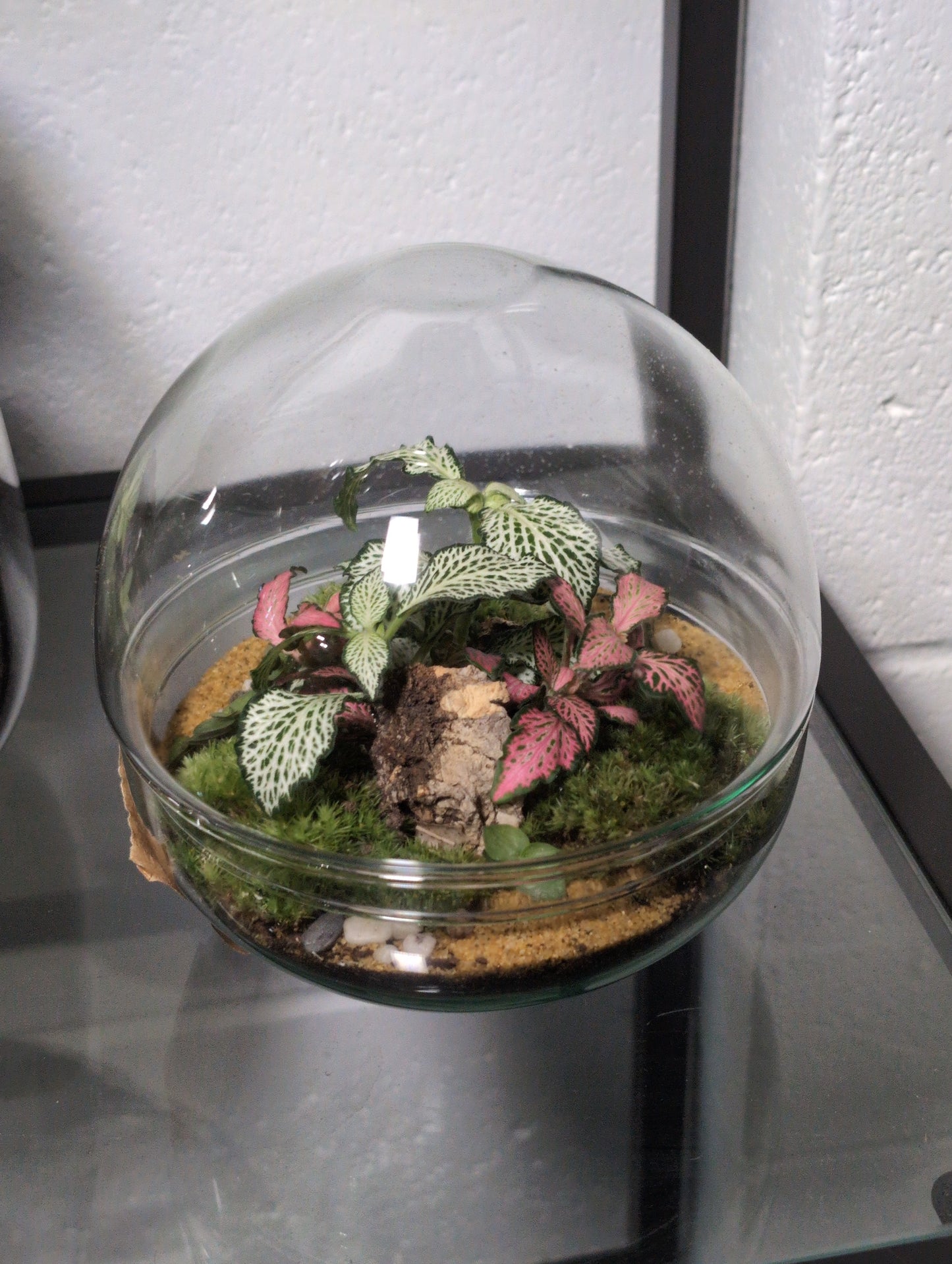 Micheal - Premade Terrarium