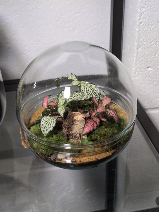 Micheal - Premade Terrarium