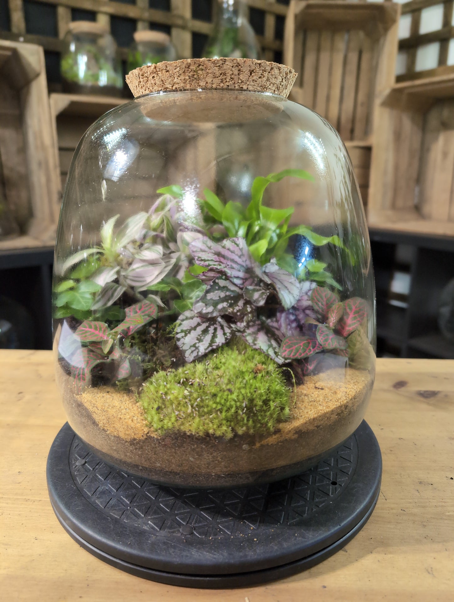 Premade Terrariums