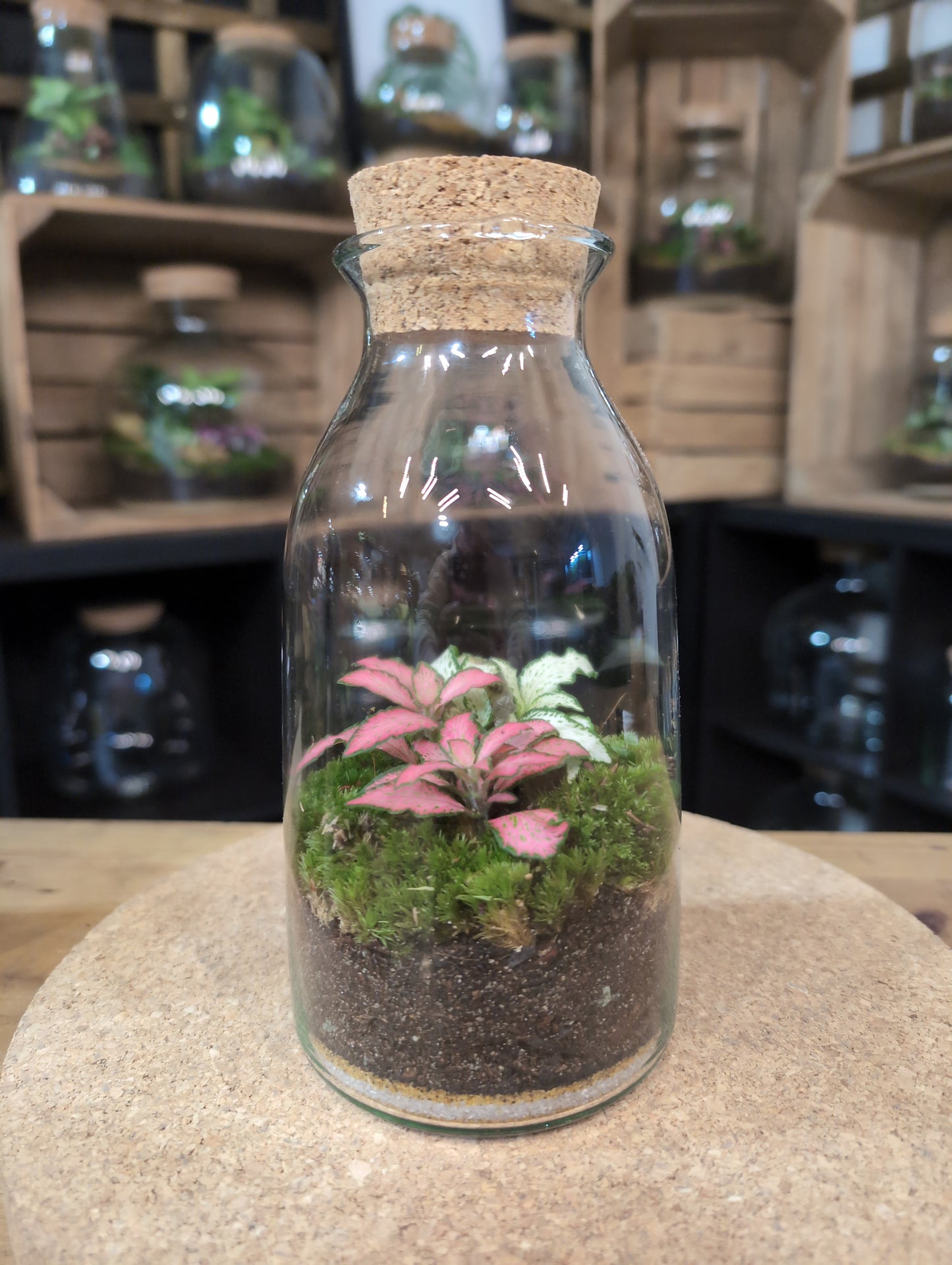 Ready-made Terrarium – Chloe Jar